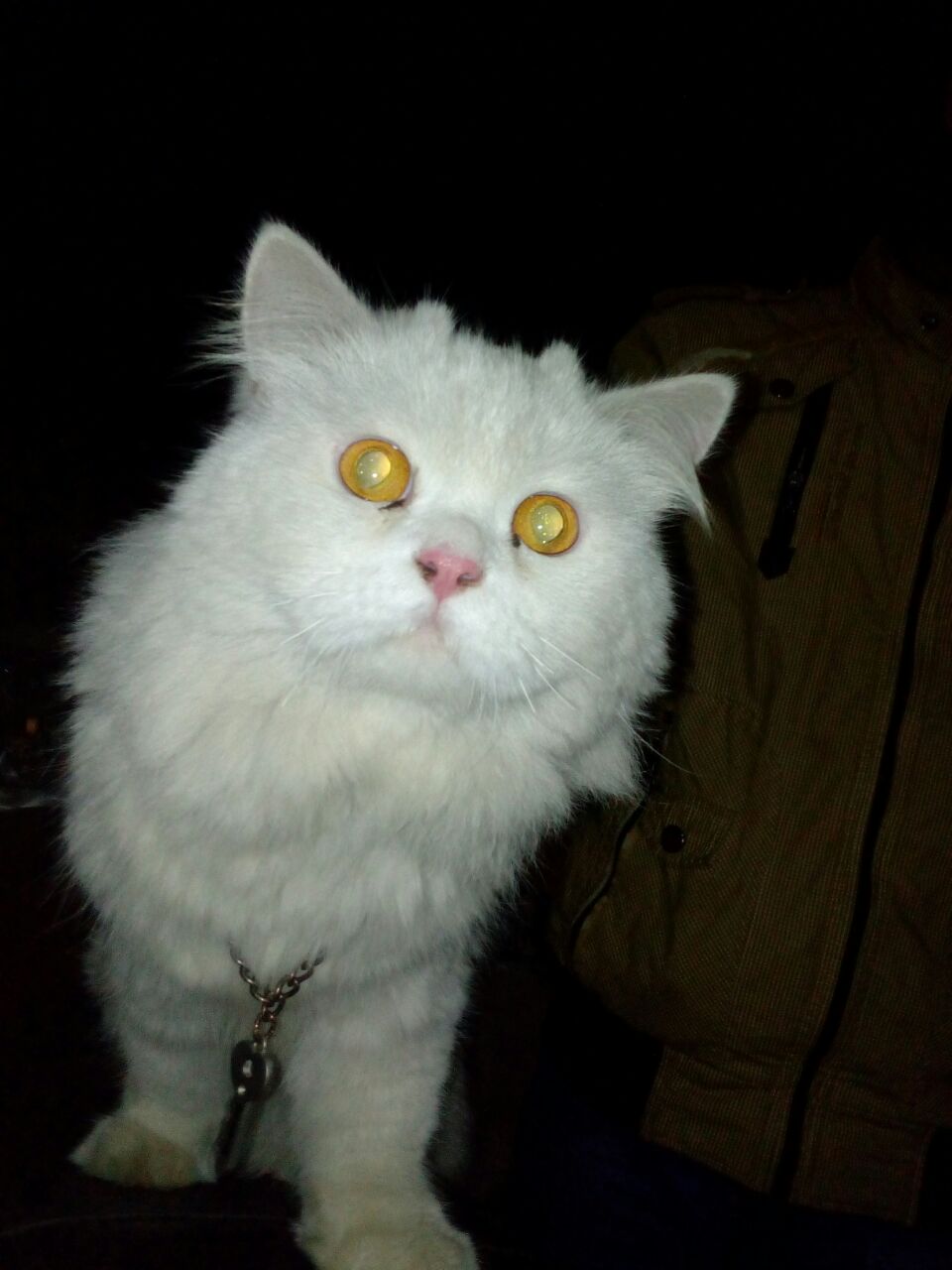 Pure Persian White Male Cat Healthy Active And Loving 17months age .Doll face — photo 1
