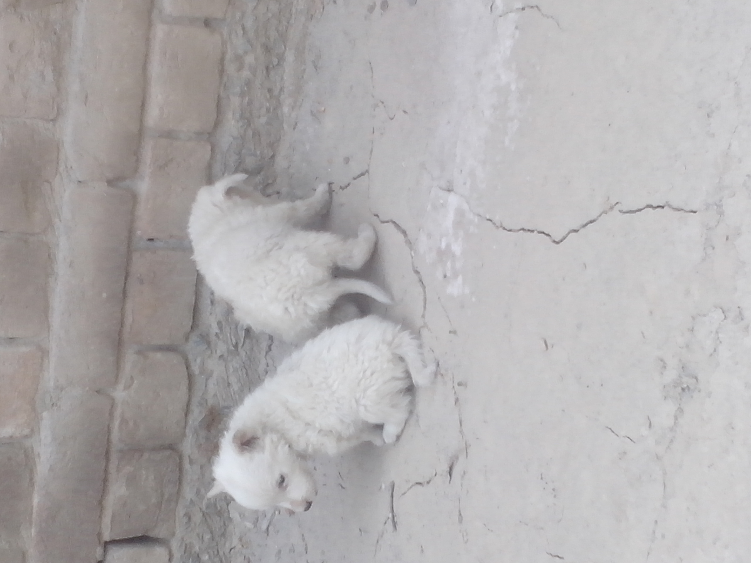 russian pups — photo 1