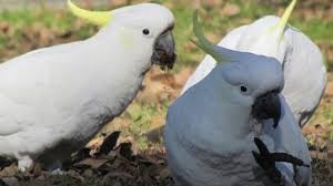 Gorgeous Female Umbrella Cockatoo — photo 1