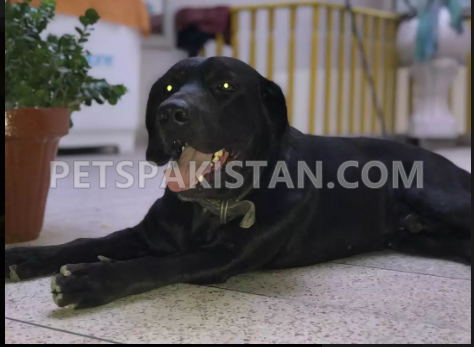 Black Labrador American 