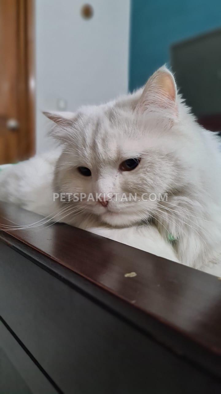 ADULT PERSIAN CAT