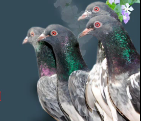 Indian Pigeons for sale urgent