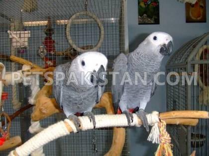 African grey parrot looking new home...