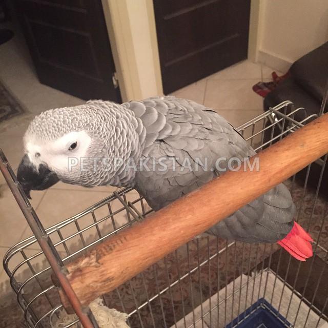 African Grey for sale