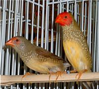 starfinches for sale