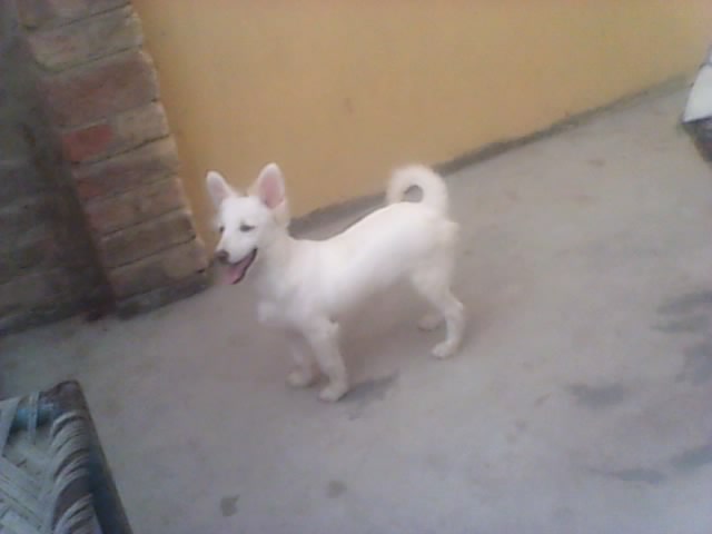 male russian samoyed pup — photo 1