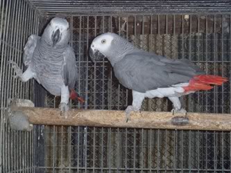 African Grey Parrot available for new home