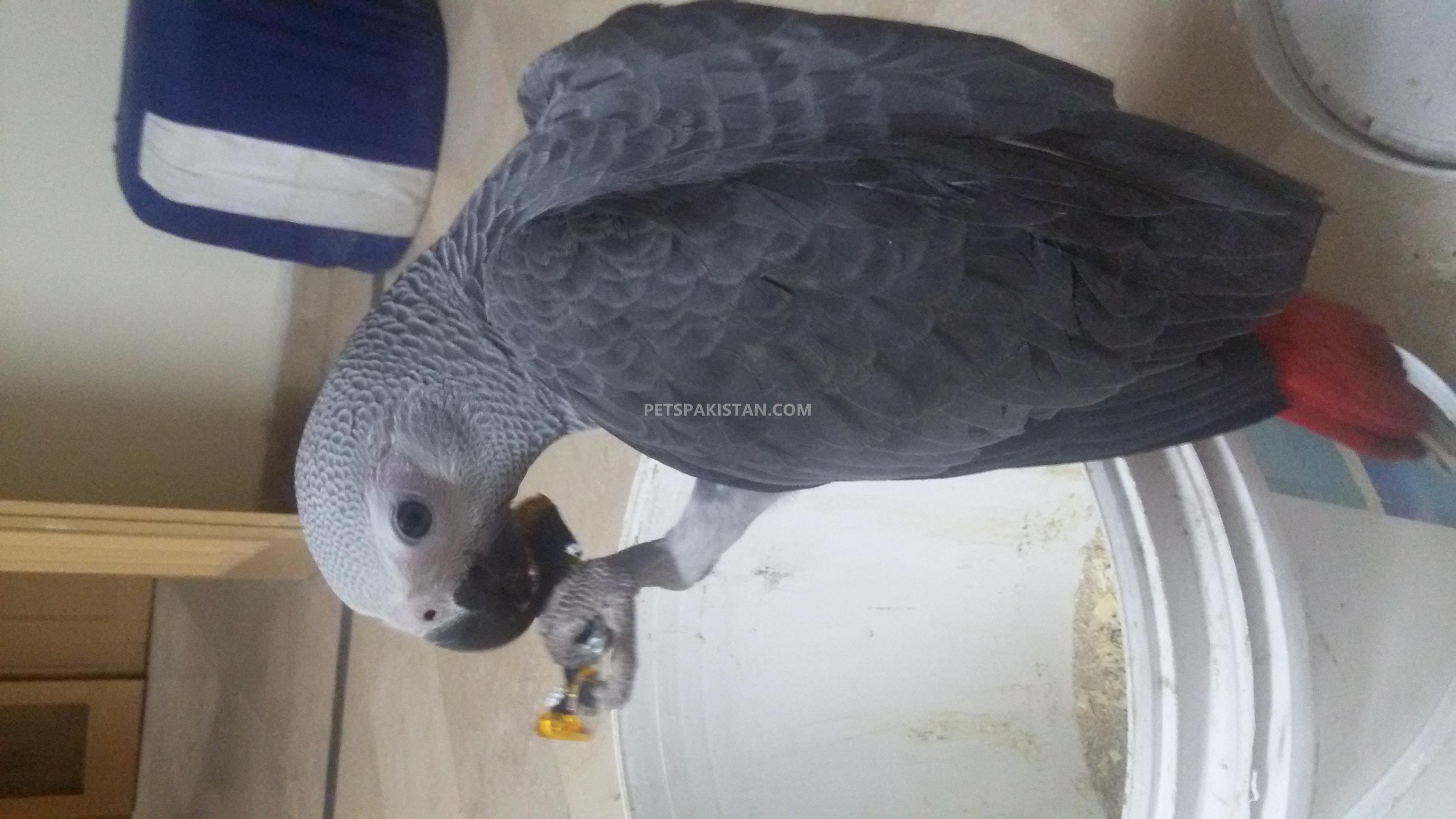 African Grey Parrot