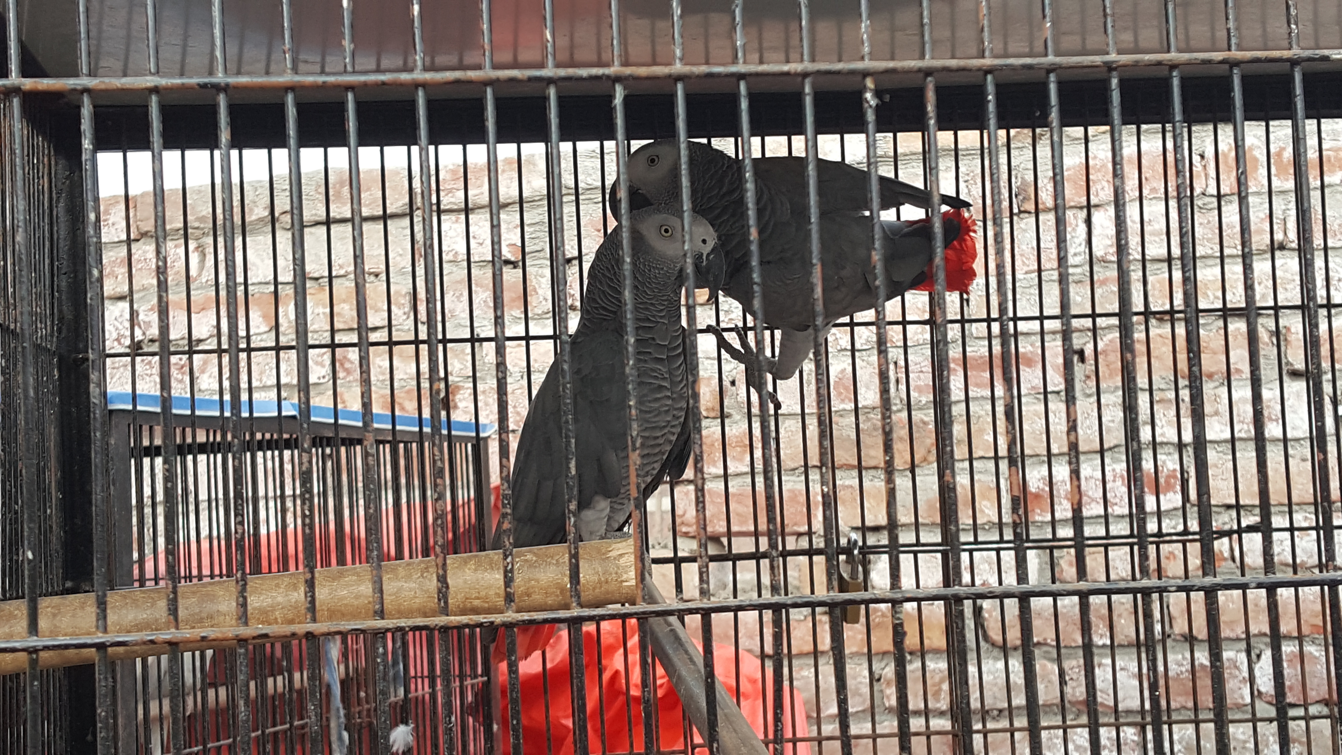 Grey parrots — photo 1