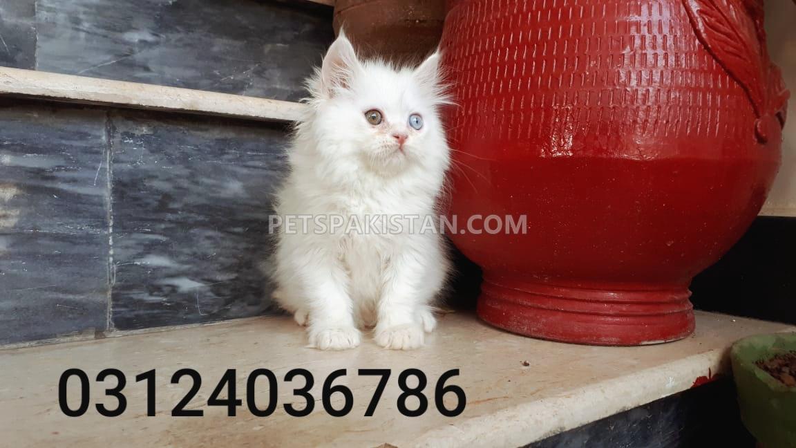 Odd eyes persian male kitten