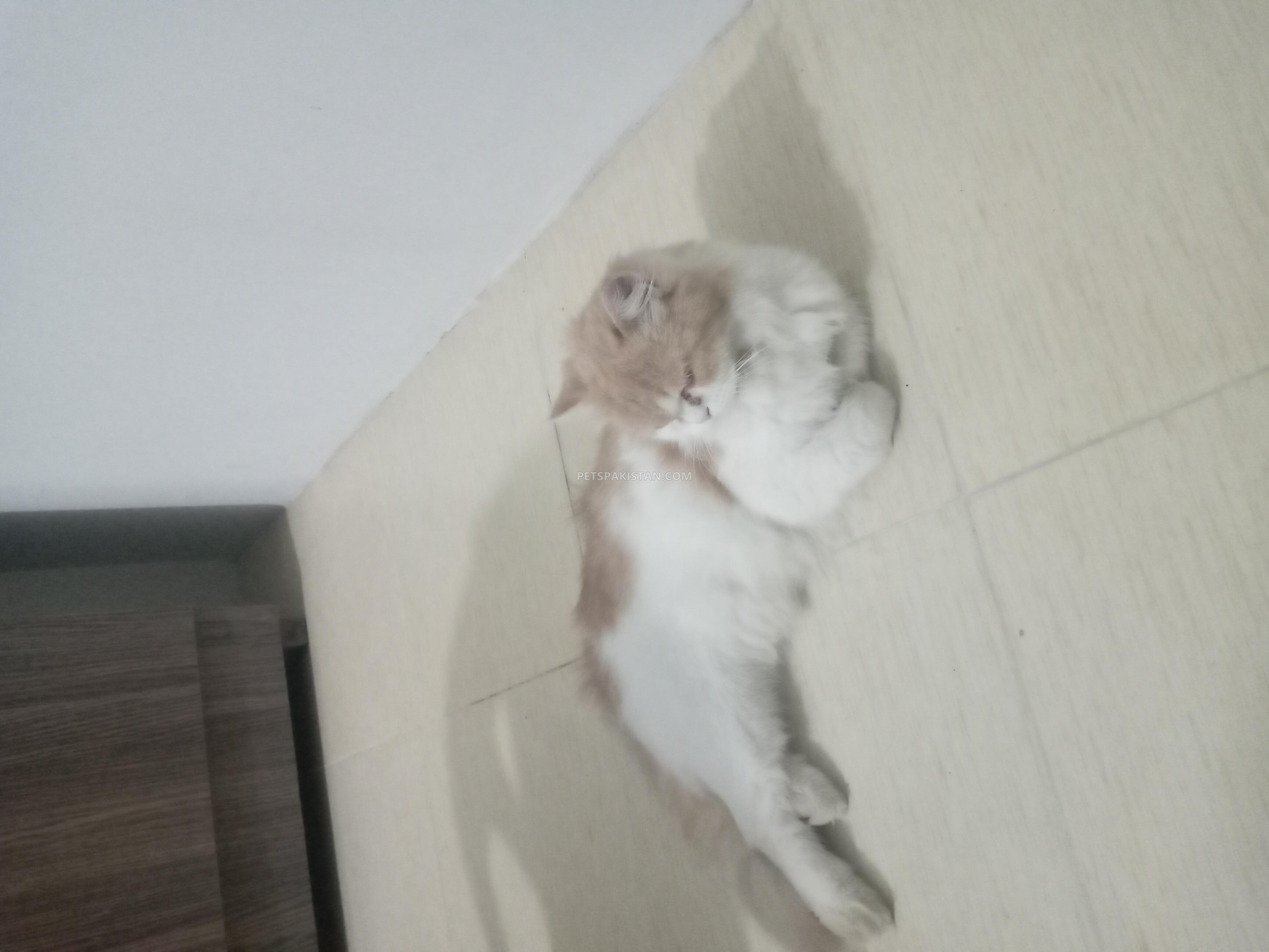 Persian Cat for Sale