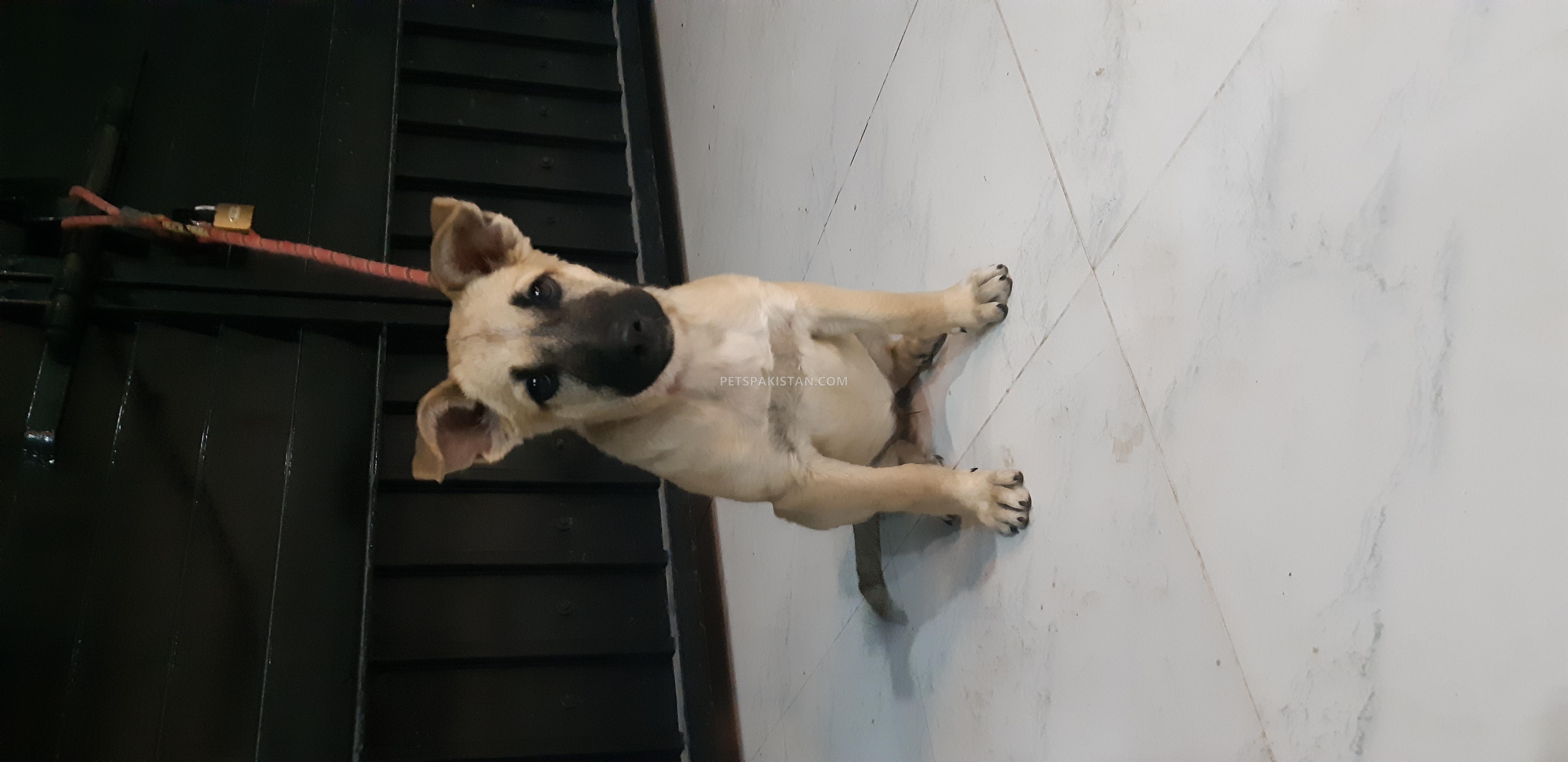 Female puppy for sale