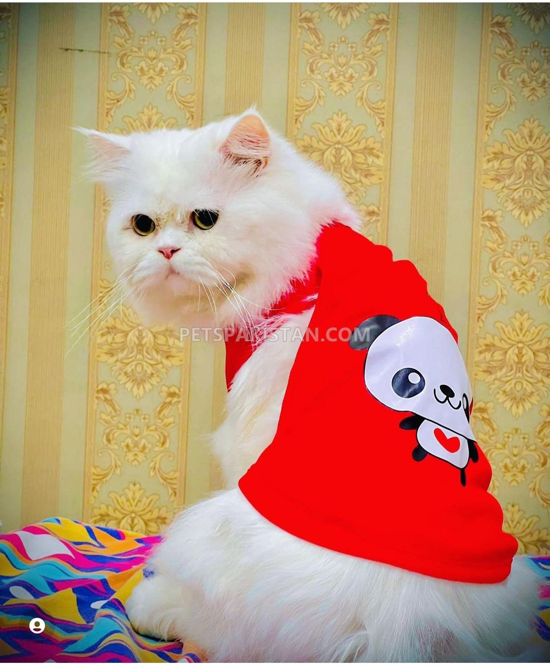 Triple coated Persian cat