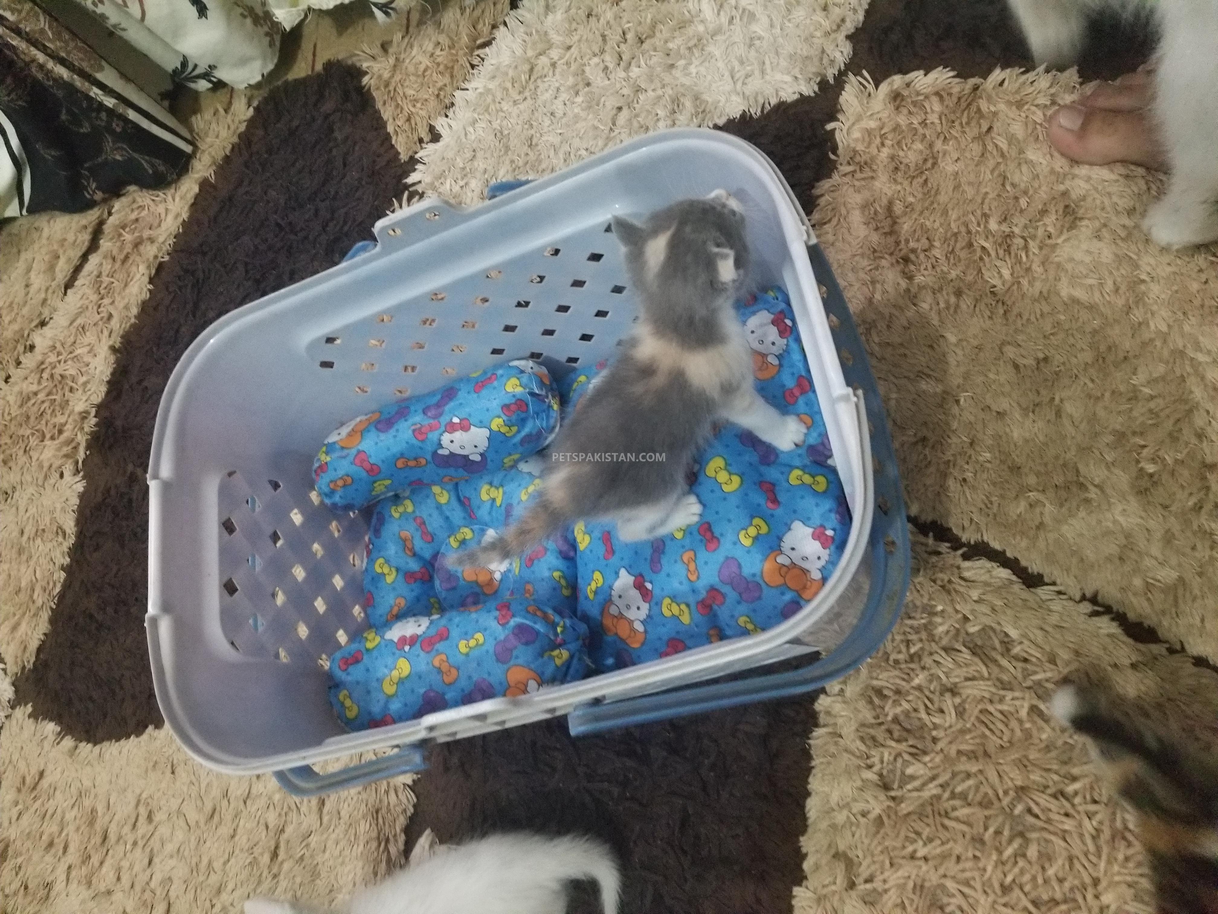 Pure Persian Saimon Cross breed kittens 