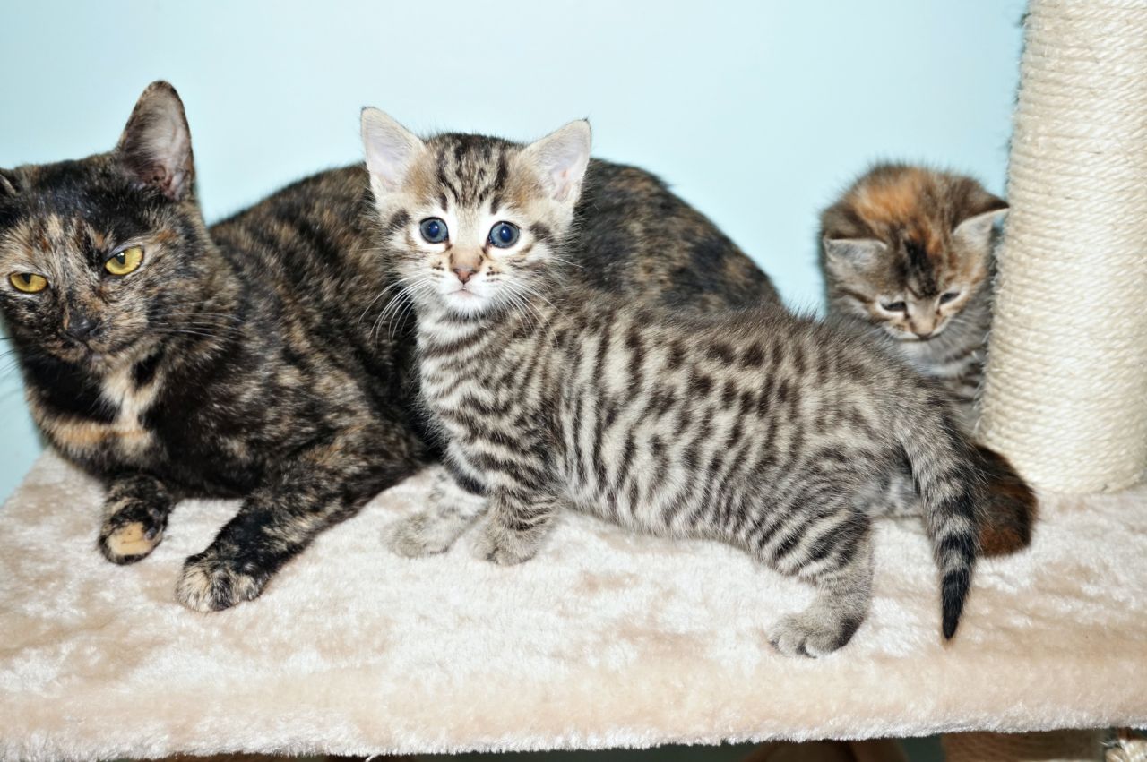 2 Male and Female Bengal Kittens  for adoption 