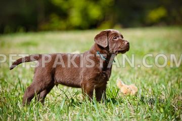 Labrador puppy