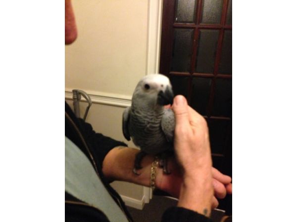  Super adorable African Grey Parrots