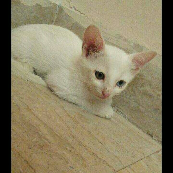 Turkish Angora Cat — photo 1