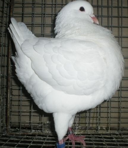 King Pigeons Confirm Bread