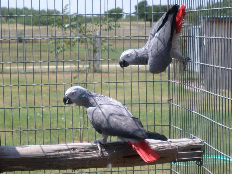 2 Male and Female Congo African Grey Parrots  for adoption
