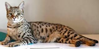 cats for addoption