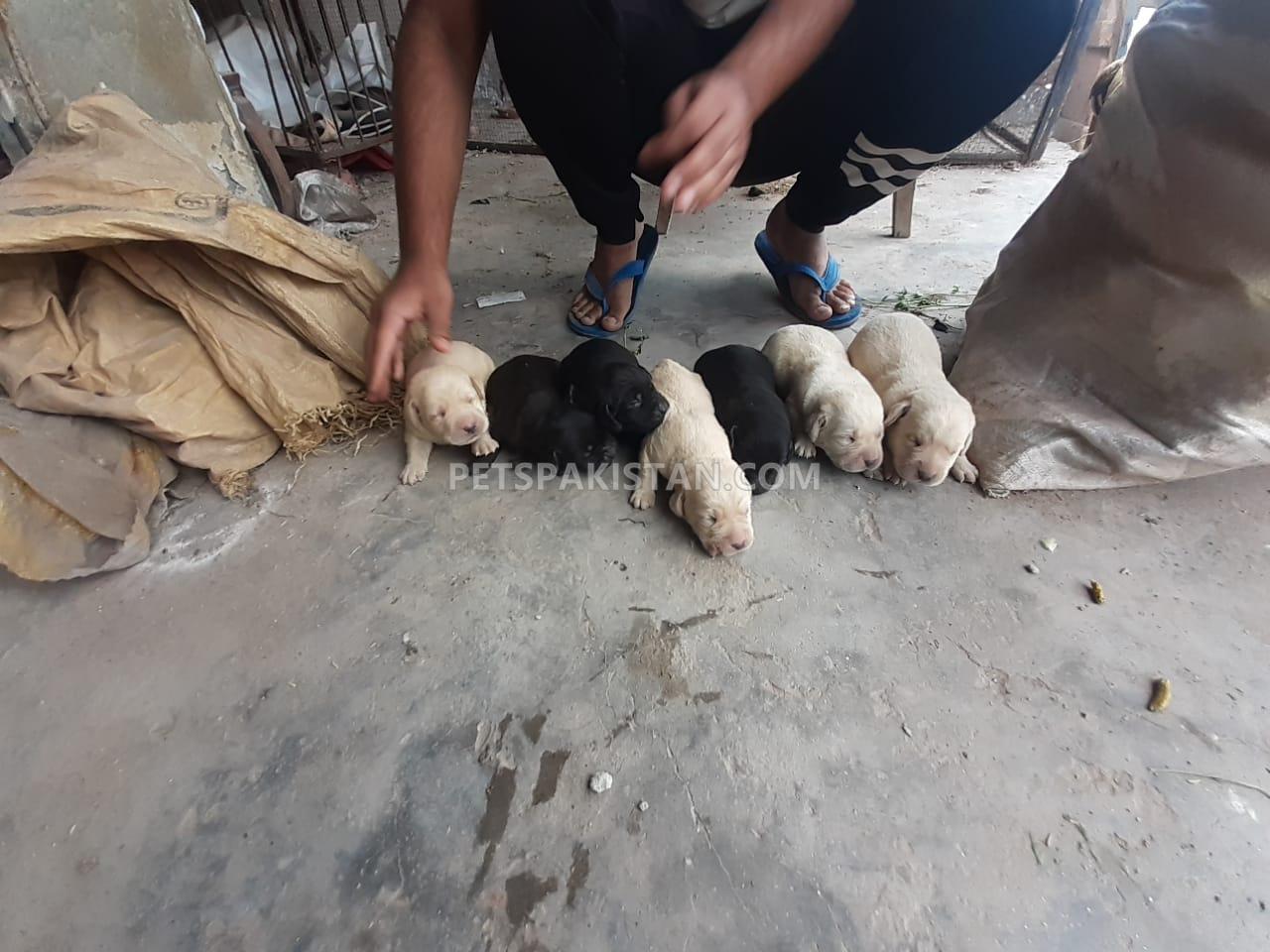 Labrador Puppies 