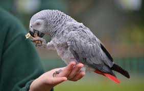parrot for adoptio