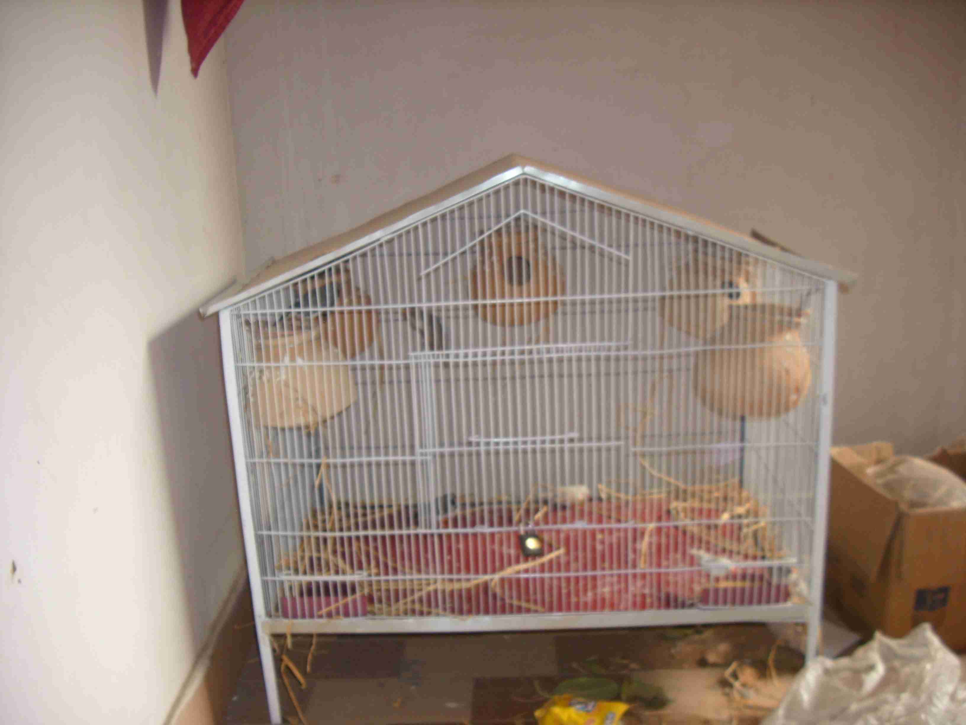 Total 10 Finches For Sell 5 Pairs