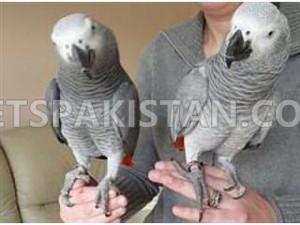 Trained African grey parrots 