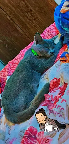 British shorthair