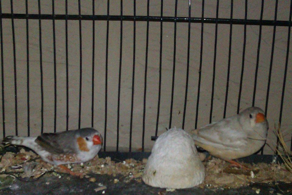 Finch pair