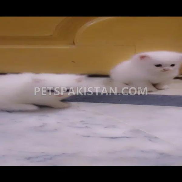 Tripple coated persian kittens for sale in Rawalpindi/Islamabad.