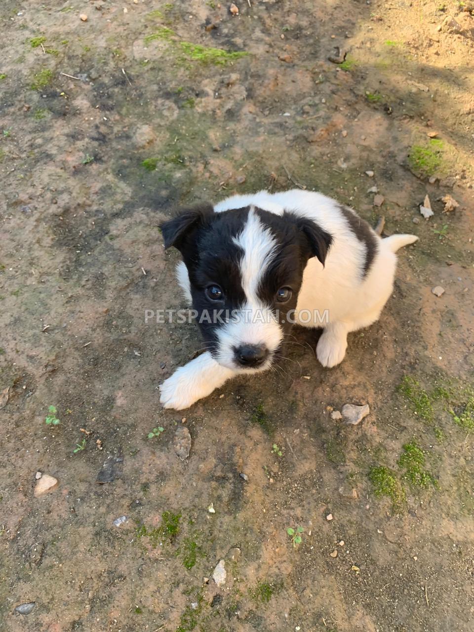 Border collie is Rare breed in Pakistan 