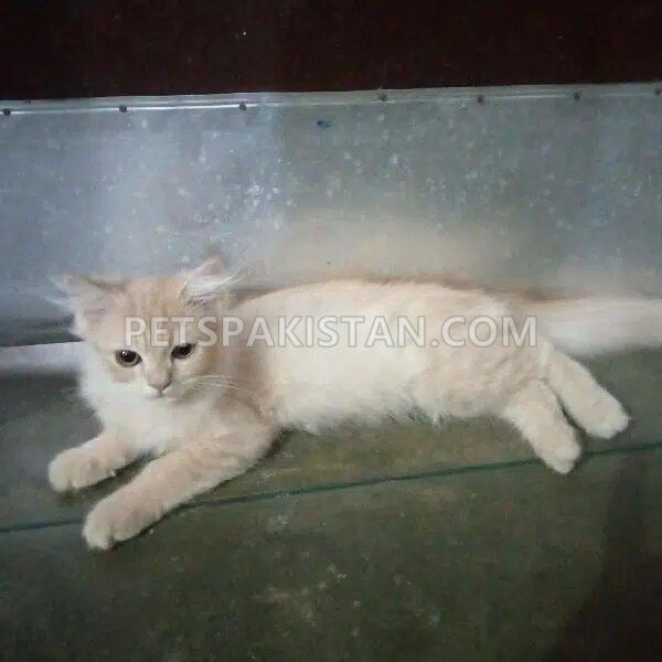 Pure Persian Kitten For Sale (Female)