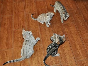 Male Spotted Bengal Kitten for rehoming