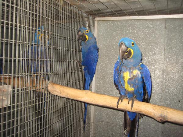Passionate and emotional Parrots, exotic birds and eggs 