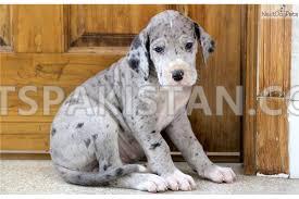 great dane puppies for you available — photo 1