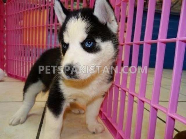 Siberian Husky puppies for you — photo 1