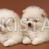 Stunning Pomeranian puppies males and females — photo 1