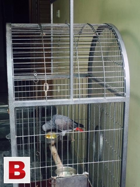 Afrian Grey