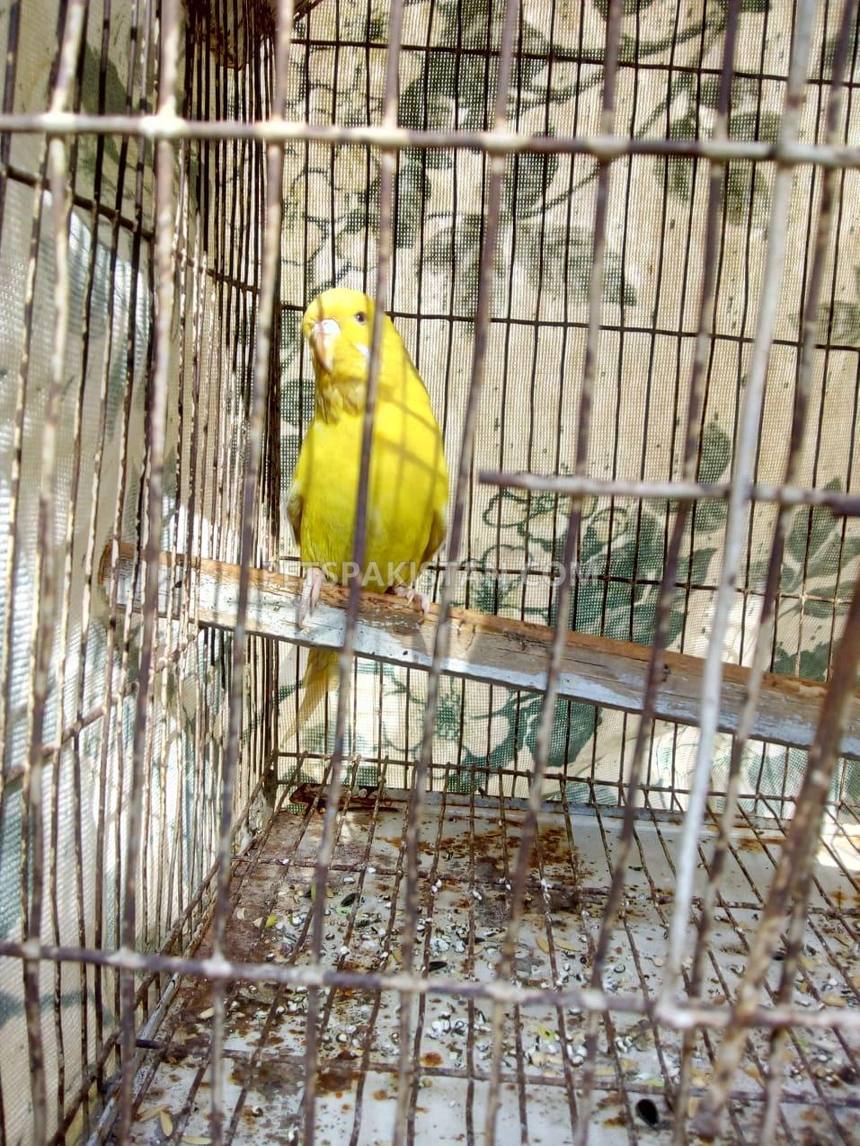 exhibition red eye female 