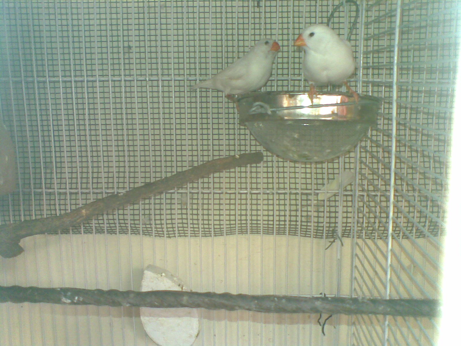 Exhibition White Finch Pair