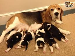 dog for addoption