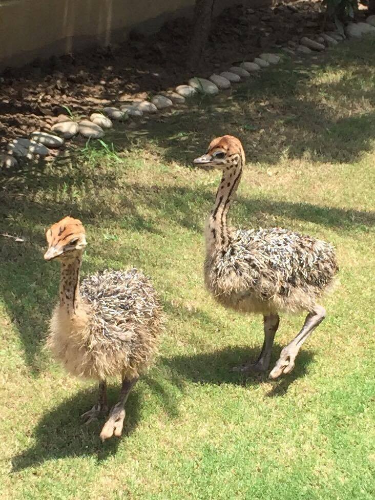 Ostriches 2 months old 2 feet tall