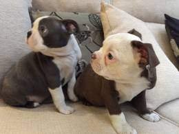 Boston Terrier 