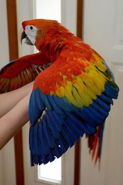 Adorable Talking Scarlet Macaw Parrots for Adoption
