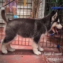 dog for addoption
