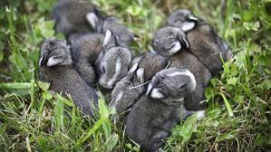 rabbit for addoption — photo 1