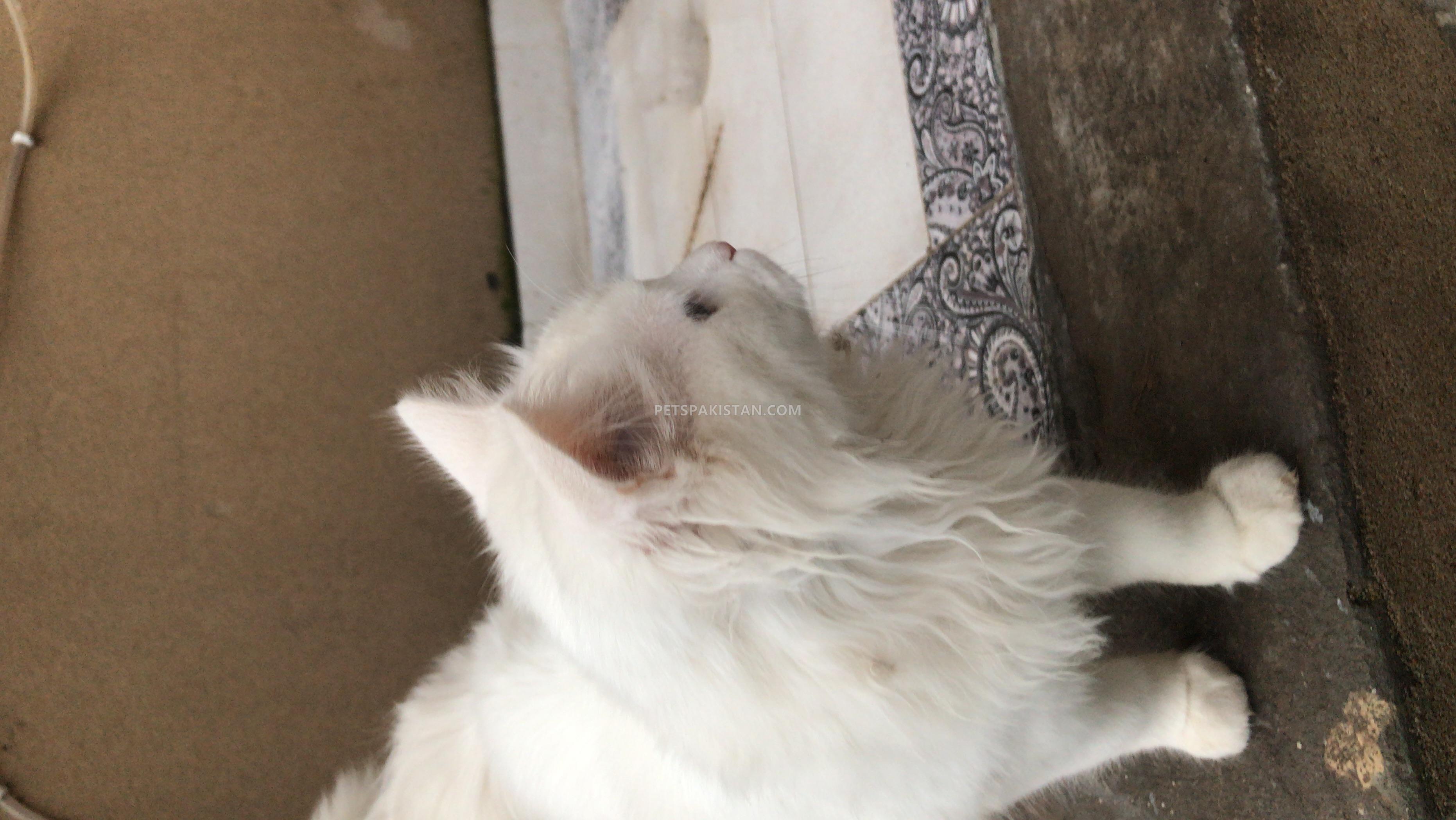White Persian 