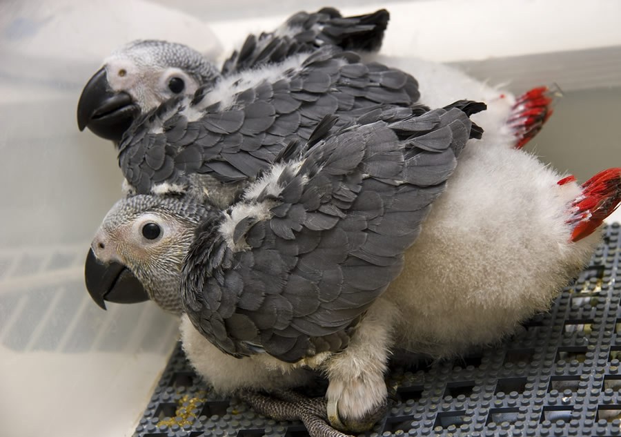 100% Highly Fertile Parrots and Ostrich Fresh Eggs here